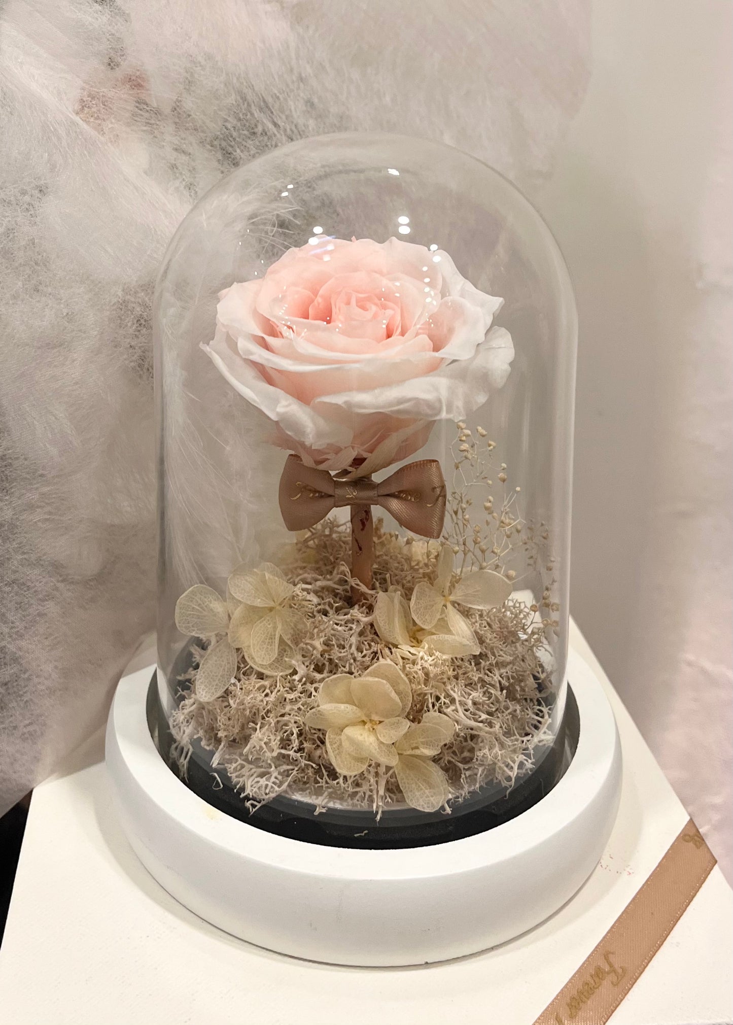 Preserved Bow Tie Pink Rose Glass Dome