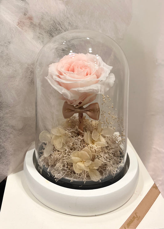 Preserved Bow Tie Pink Rose Glass Dome
