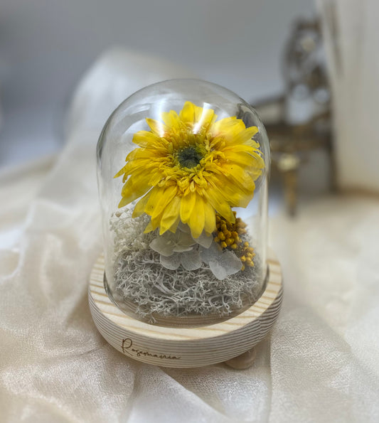 Preserved Sunflower Glass Dome